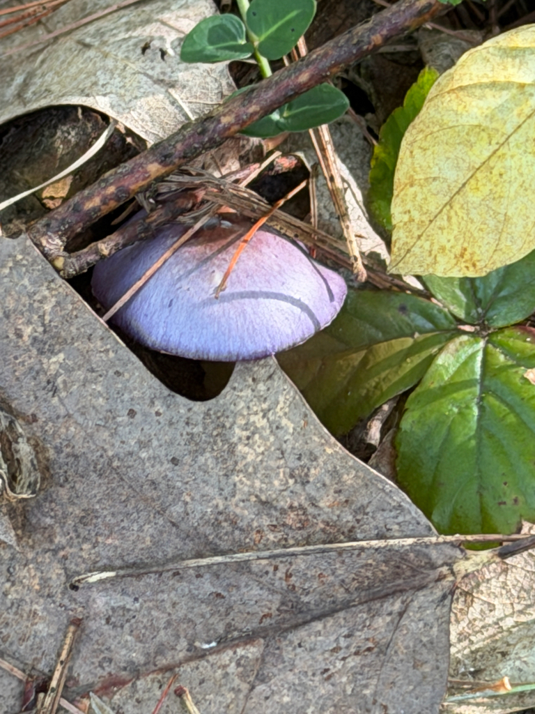 Viscid Violet Cort · September 2026 · photo: Photo: (c) Eli Talhouk, some rights reserved (CC BY) · iNaturalist