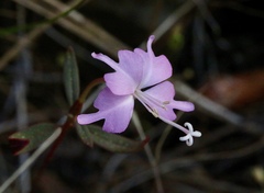 Clarkia breweri