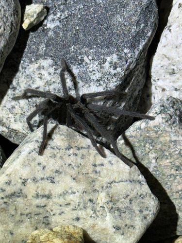 iNaturalist observation photo of Cahuilla Ebony Tarantula