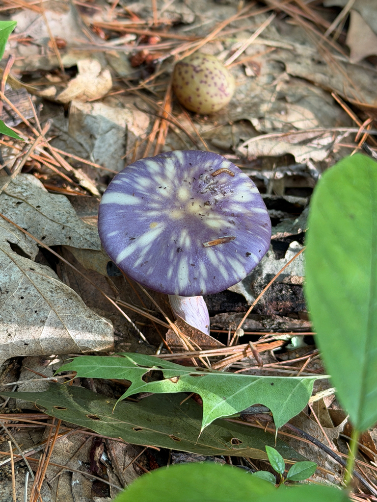 Viscid Violet Cort · September 2026 · photo: Photo: (c) Eli Talhouk, some rights reserved (CC BY) · iNaturalist