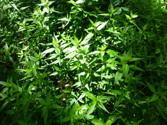 Anisacanthus quadrifidus wrightii