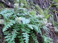 Pedicularis dudleyi
