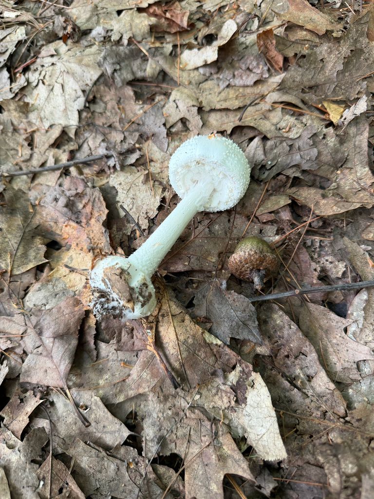 American Abrupt-bulbed Lepidella · September 2026 · photo: Photo: (c) Eli Talhouk, some rights reserved (CC BY) · iNaturalist