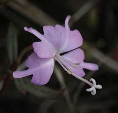 Clarkia breweri