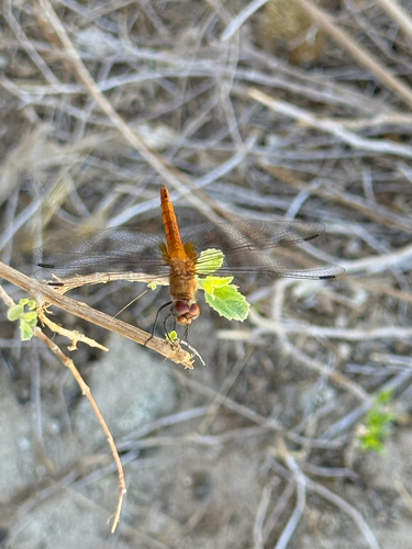 iNaturalist observation photo of Red-tailed Pennant