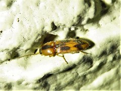 Aeolus scutellatus