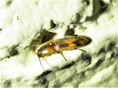 Aeolus scutellatus