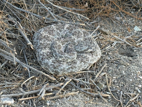 iNaturalist observation photo of Southwestern Speckled Rattlesnake
