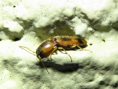 Aeolus scutellatus