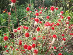 Gomphrena haageana