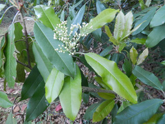 Photinia