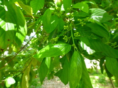 Rhamneae