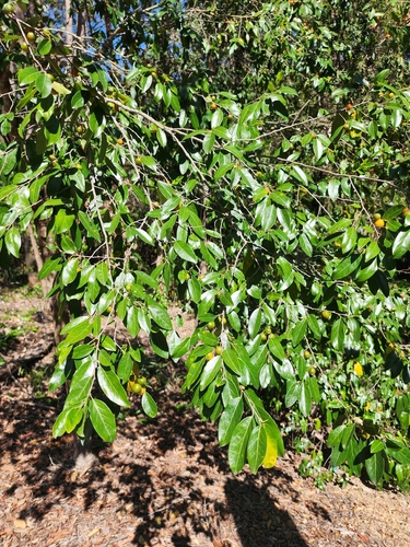 Petalostigma triloculare, photograph 5