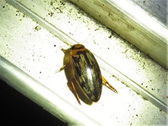 Coptotomus