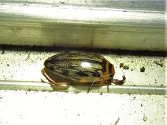 Coptotomus
