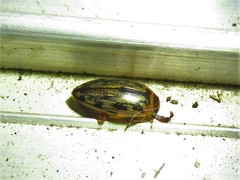 Coptotomus