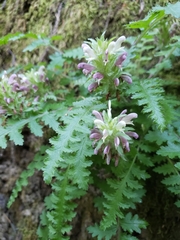 Pedicularis dudleyi