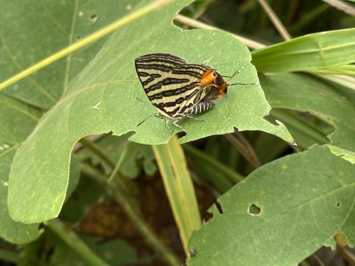 Long-banded Silverline
