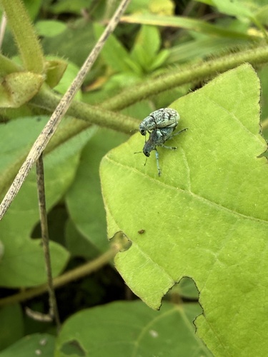 Eugnathus distinctus