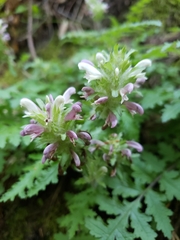 Pedicularis dudleyi