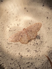 Idaea bonifata
