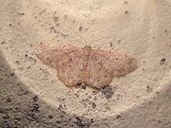 Idaea bonifata