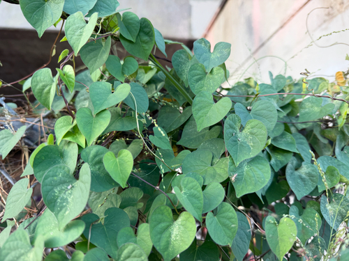 Ipomoea obscura, photograph 1