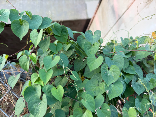 Ipomoea obscura, photograph 2