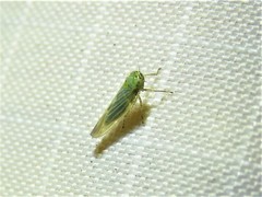 Macrosteles quadrilineatus
