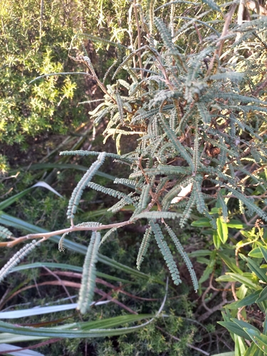 Sophora fulvida, photograph 1