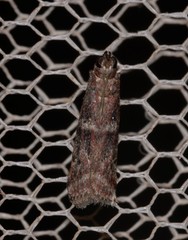 Cryptoblabes plagioleuca