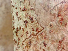 Arthonia rubrocincta