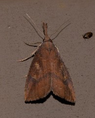 Hypena subvittalis