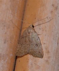 Tolpiodes oligolasia