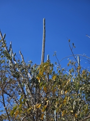 Pilosocereus pentaedrophorus