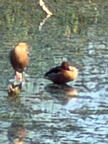 iNaturalist image