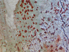 Arthonia rubrocincta