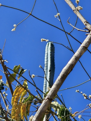 Pilosocereus pentaedrophorus, photograph 3