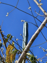 (c) Celso Henrique Varela Rios, some rights reserved (CC BY) Pilosocereus pentaedrophorus, photograph (c) Celso Henrique Varela Rios, some rights reserved (CC BY)