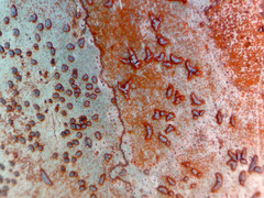 Arthonia rubrocincta