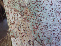 Arthonia rubrocincta