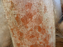 Arthonia rubrocincta