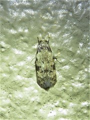 Taygete attributella