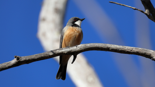 Rufous Whistler