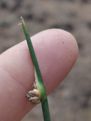 Ficinia nodosa, photograph 6