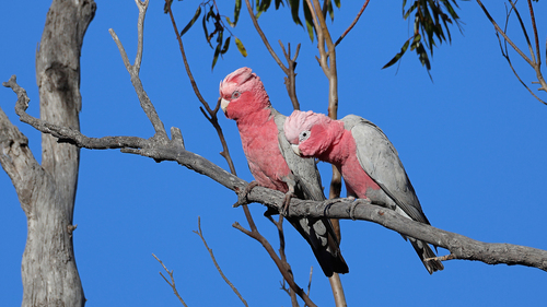 Galah
