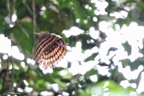 Reinwardtipicus validus observed 2026-09-05