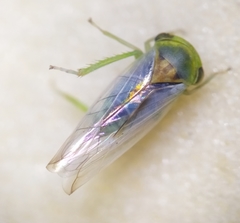 Viridicerus ustulatus