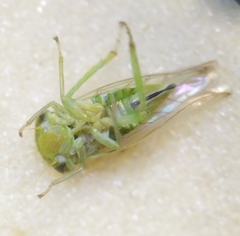 Viridicerus ustulatus