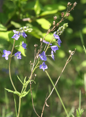 Veronica krylovii